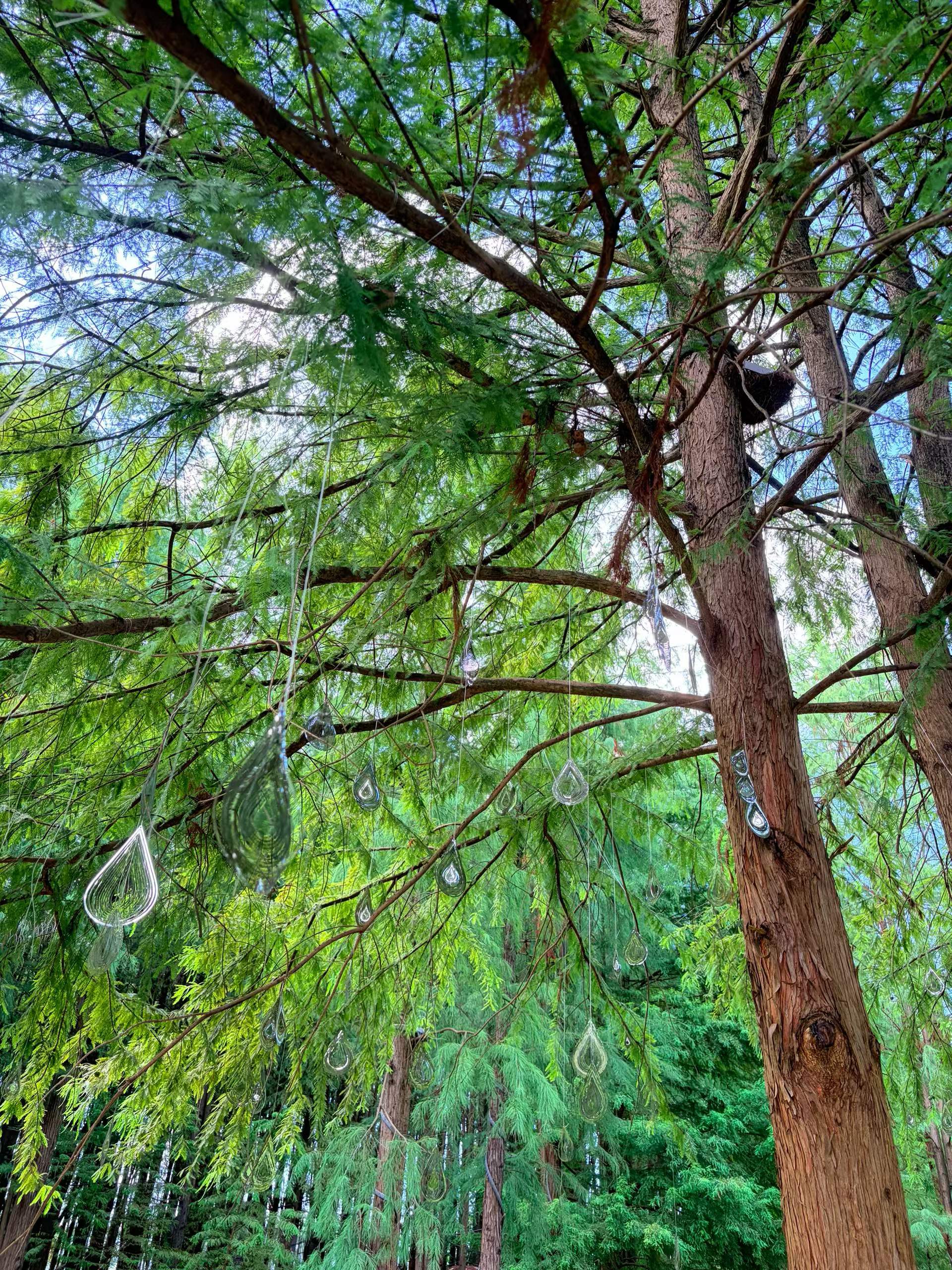 青山湖的树林
