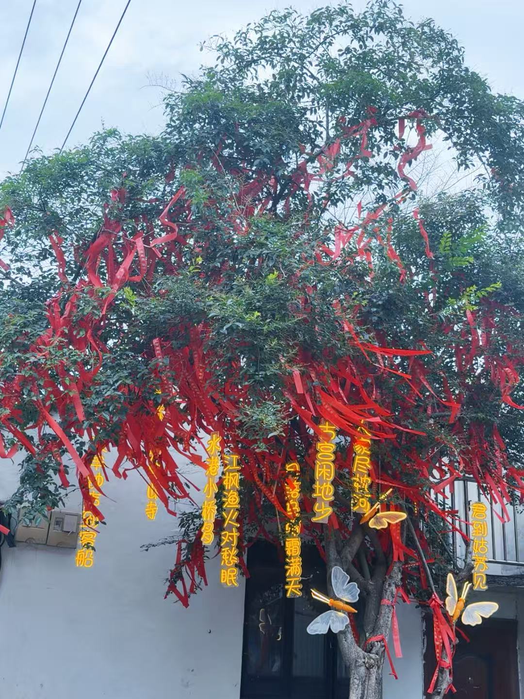 平江路上的许愿树
