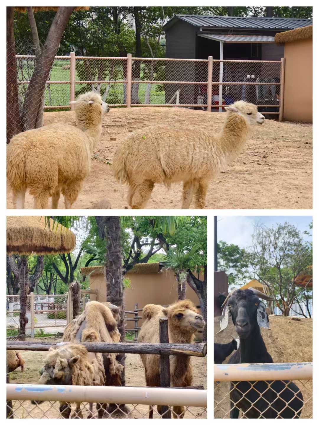 骆驼、羊驼和山羊