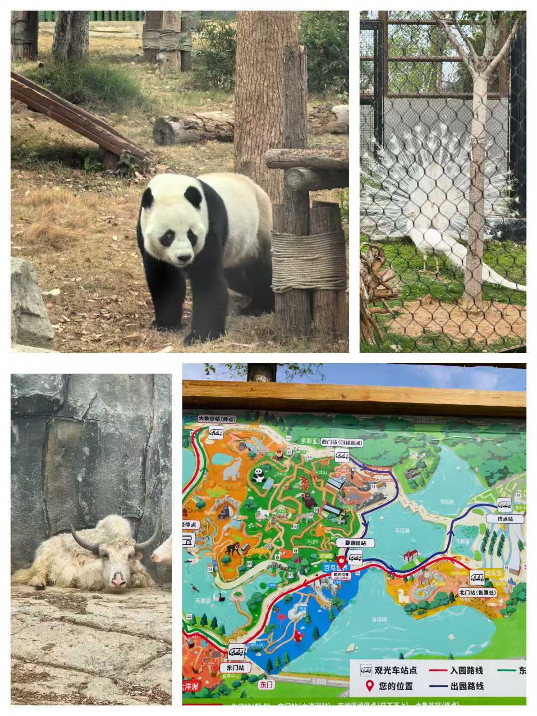 熊猫、其他动物和园区地图